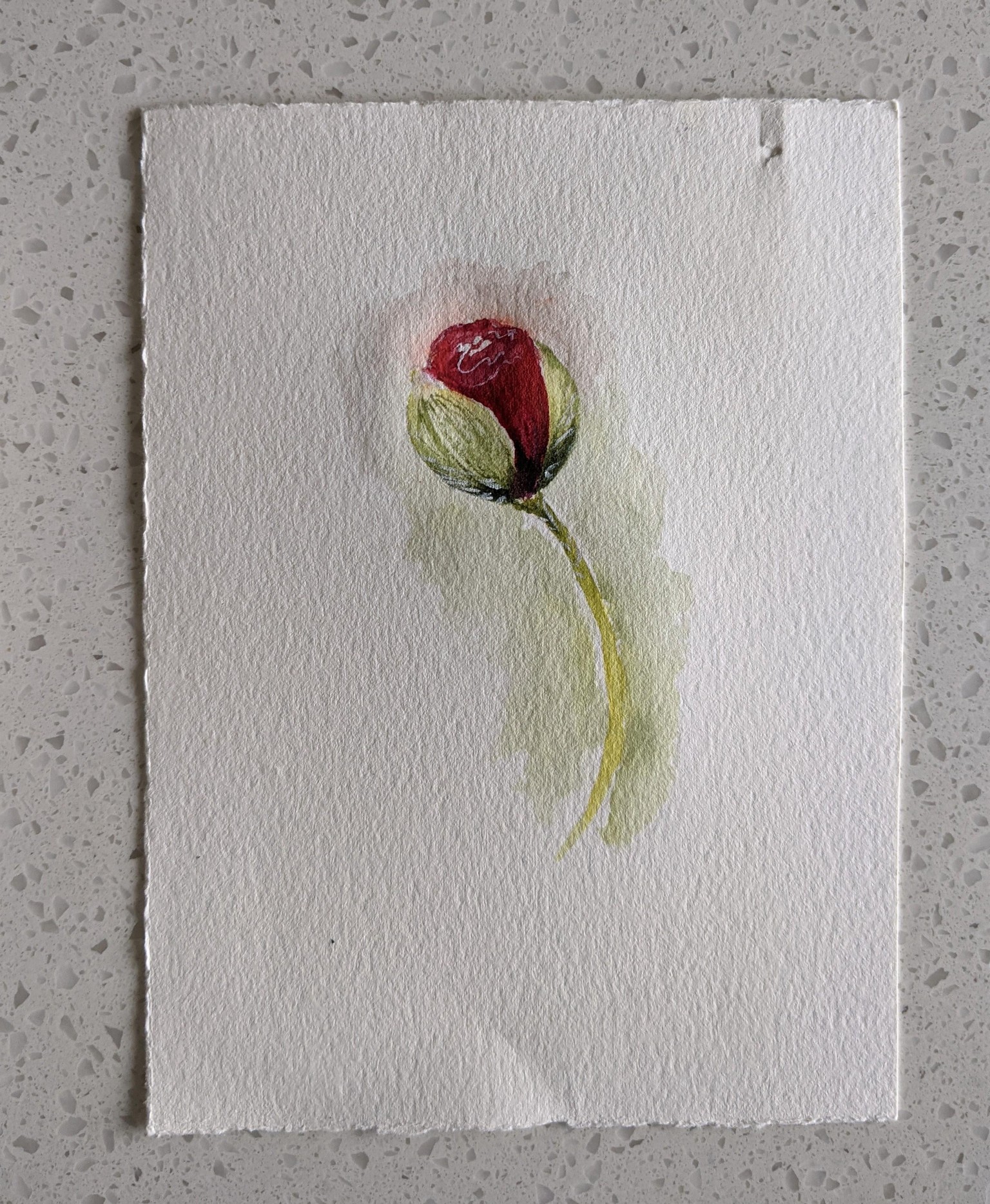 Kellie's poppies - image 2 - student project