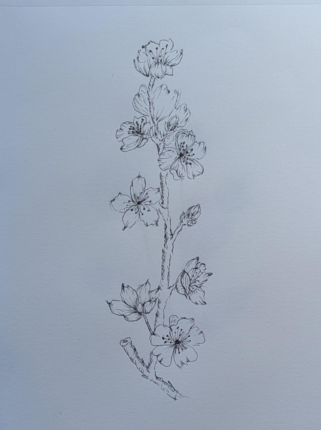 Cherry Blossoms - image 2 - student project
