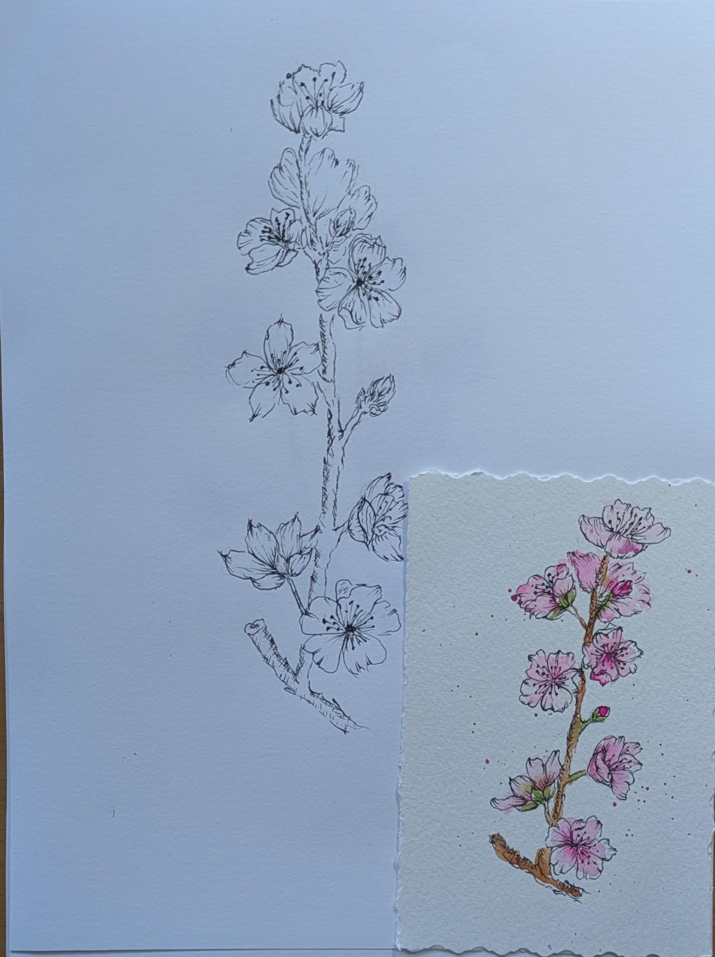 Cherry Blossoms - image 1 - student project