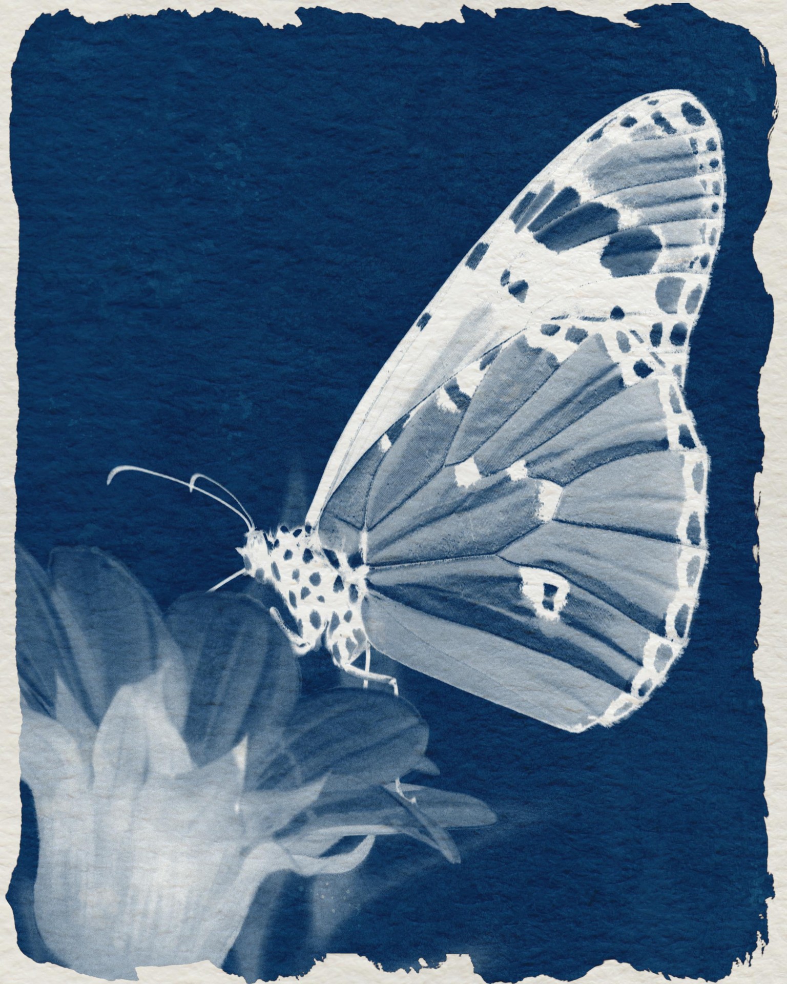 Cyanotype Butterfly - image 1 - student project