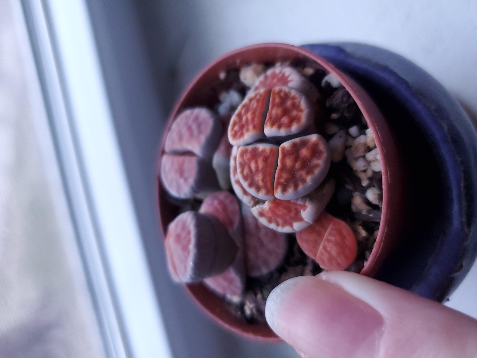 Lithops with a triplet loupe - image 2 - student project