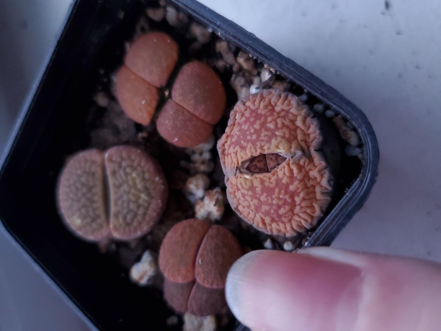 Lithops with a triplet loupe - image 4 - student project