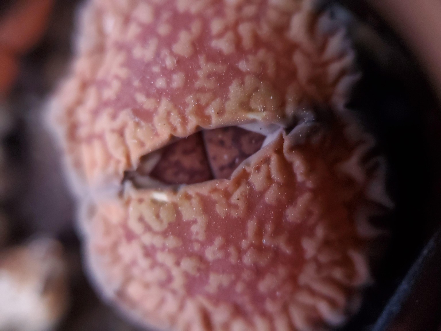 Lithops with a triplet loupe - image 3 - student project