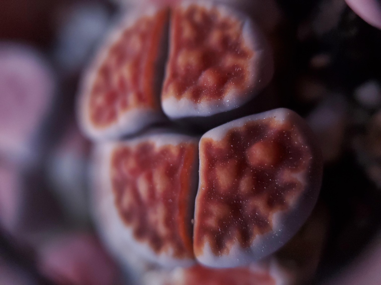 Lithops with a triplet loupe - image 1 - student project