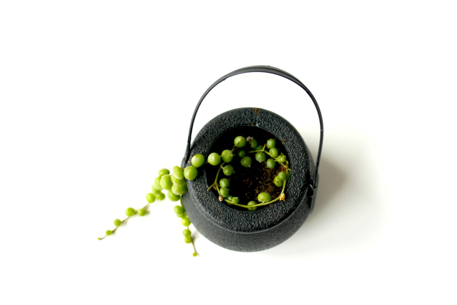 Plants, pen rolls, and jewelry - image 5 - student project