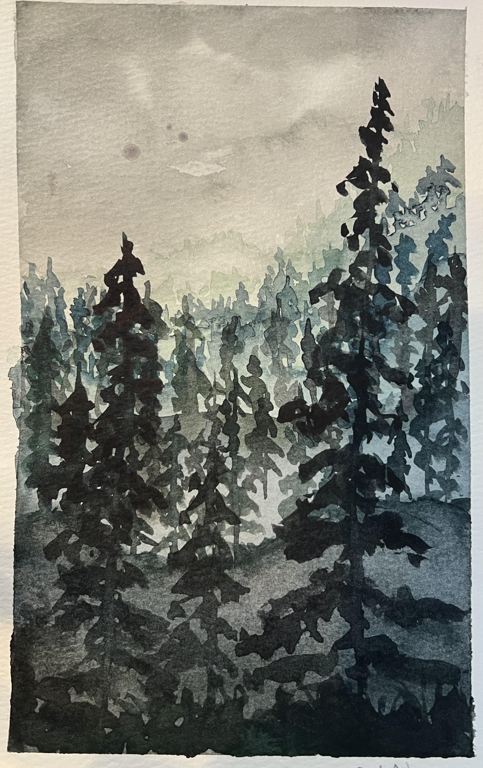 Amber - forests and trees - image 2 - student project