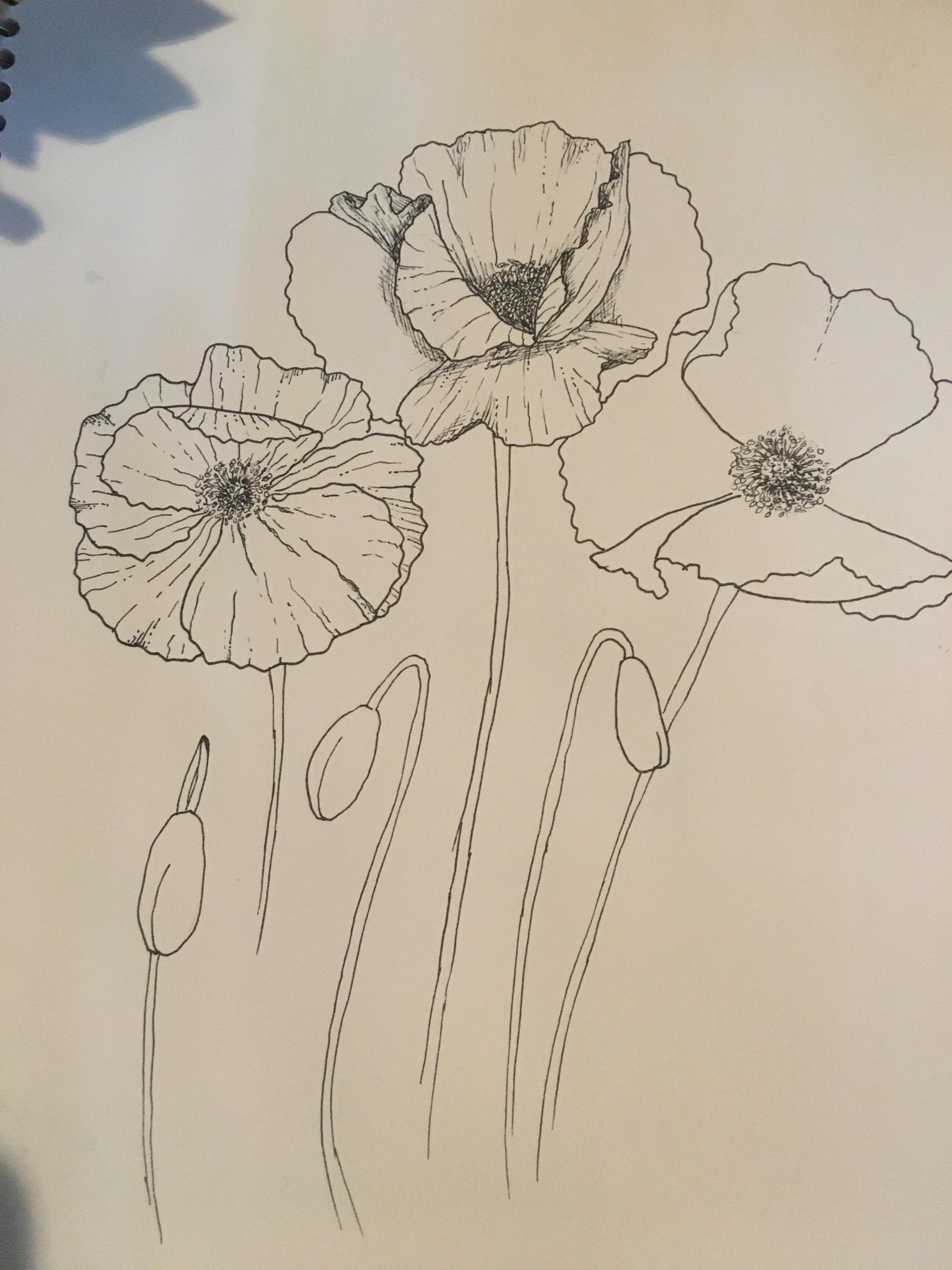 Hydrangea Bloom - image 1 - student project
