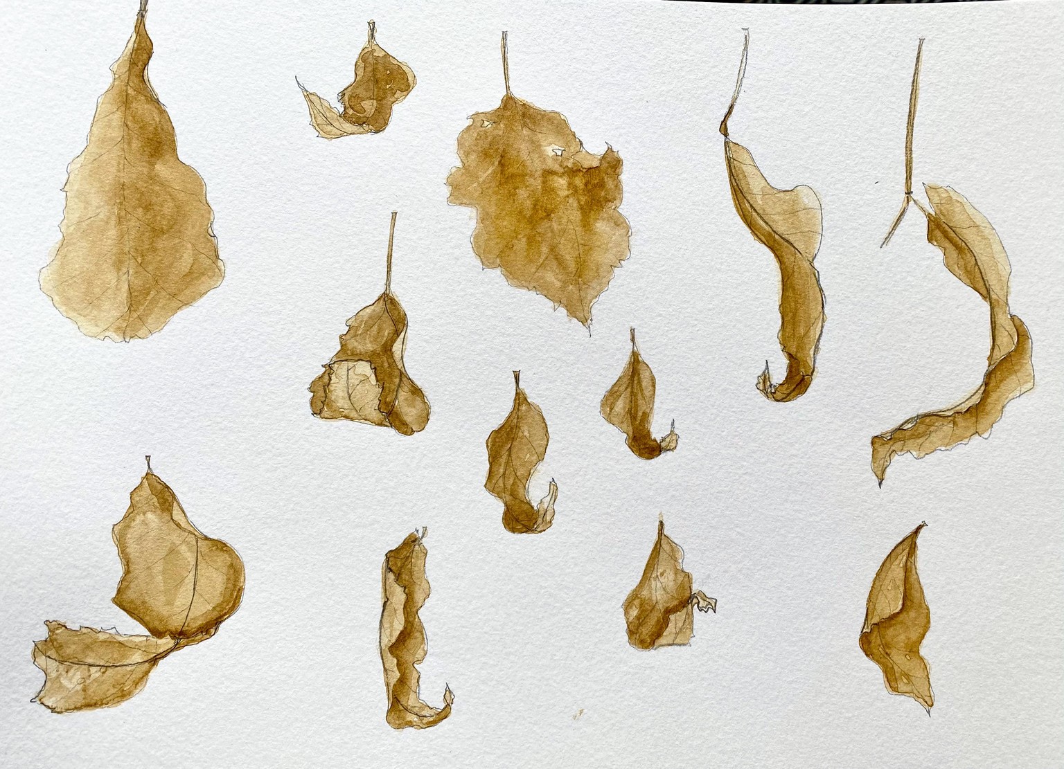 Drawing Leaves & Floral Examples - image 1 - student project