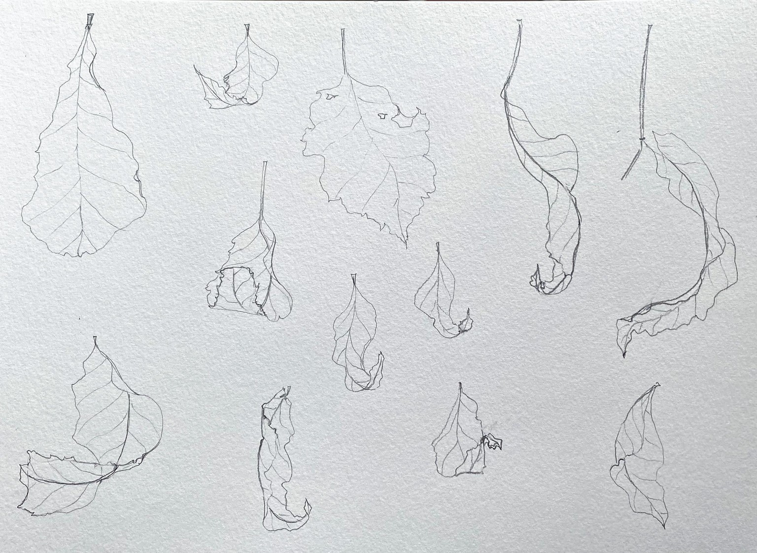 Drawing Leaves & Floral Examples - image 2 - student project