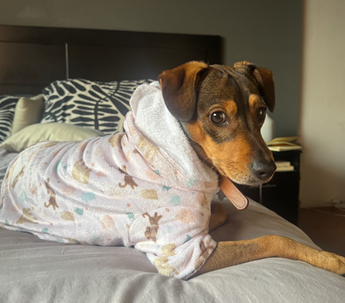 Custom Dog Hoodies! - image 1 - student project