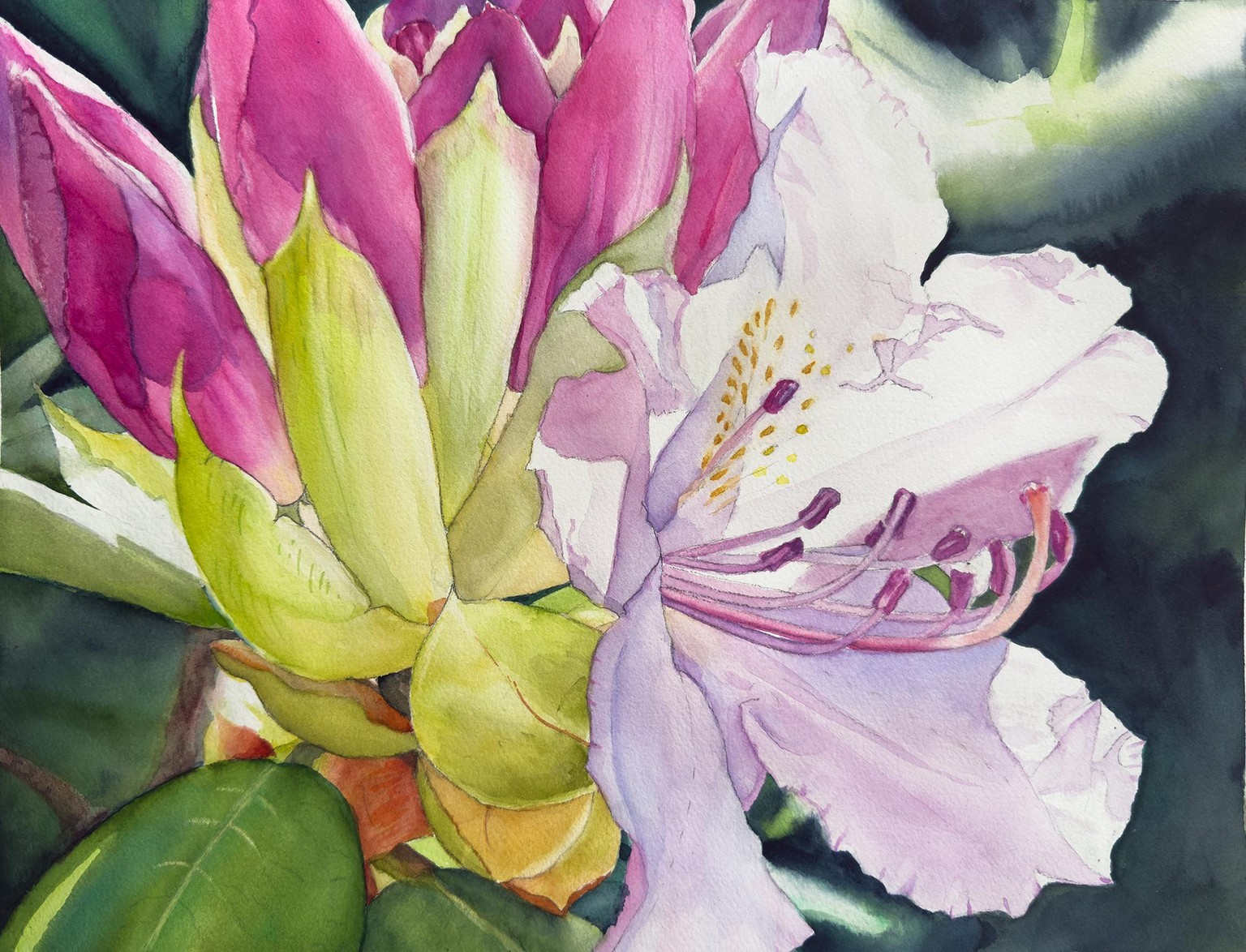 Rhododendron - image 1 - student project