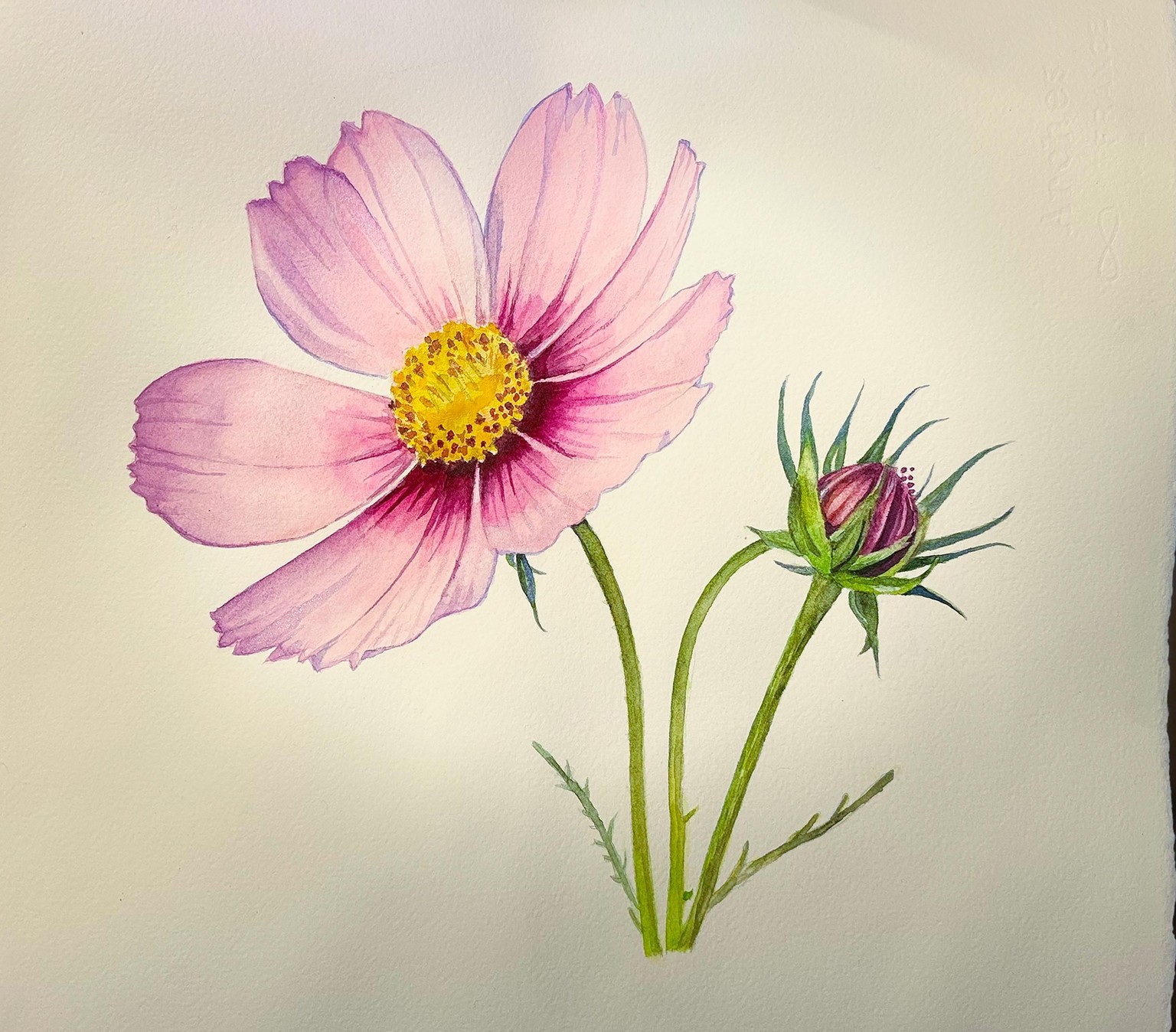a Cosmos Flower - image 1 - student project