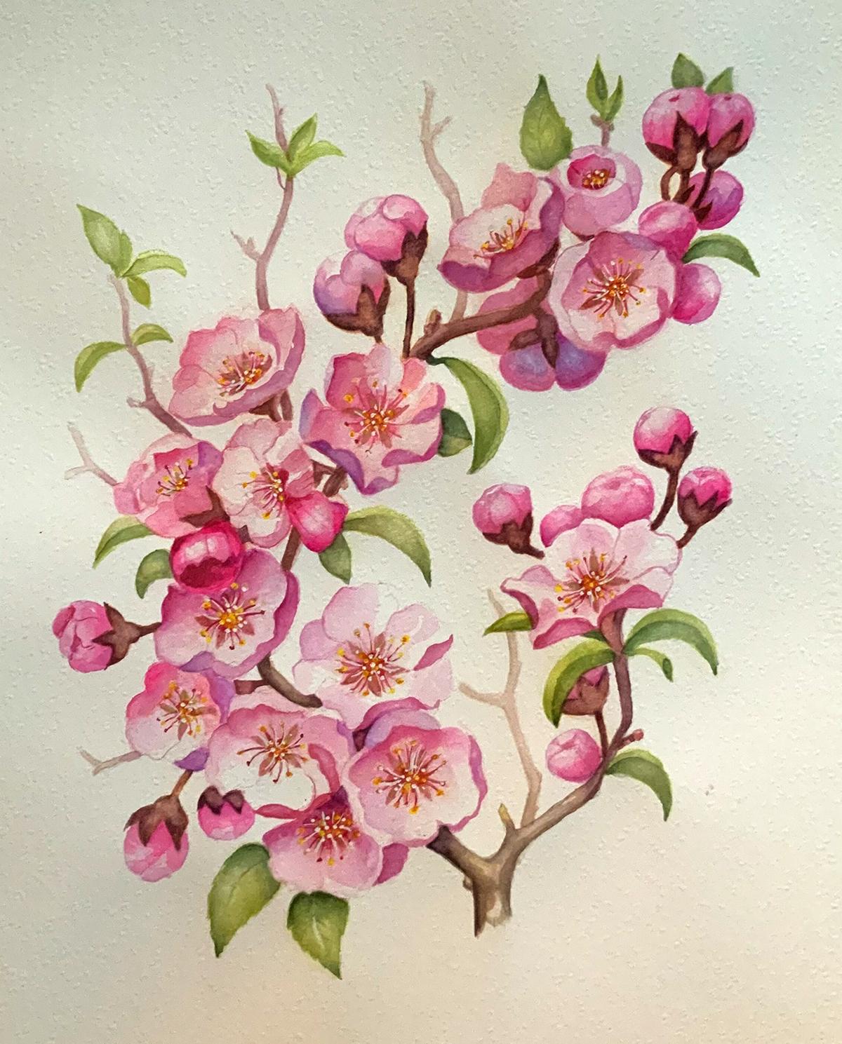 Blossoms - image 1 - student project