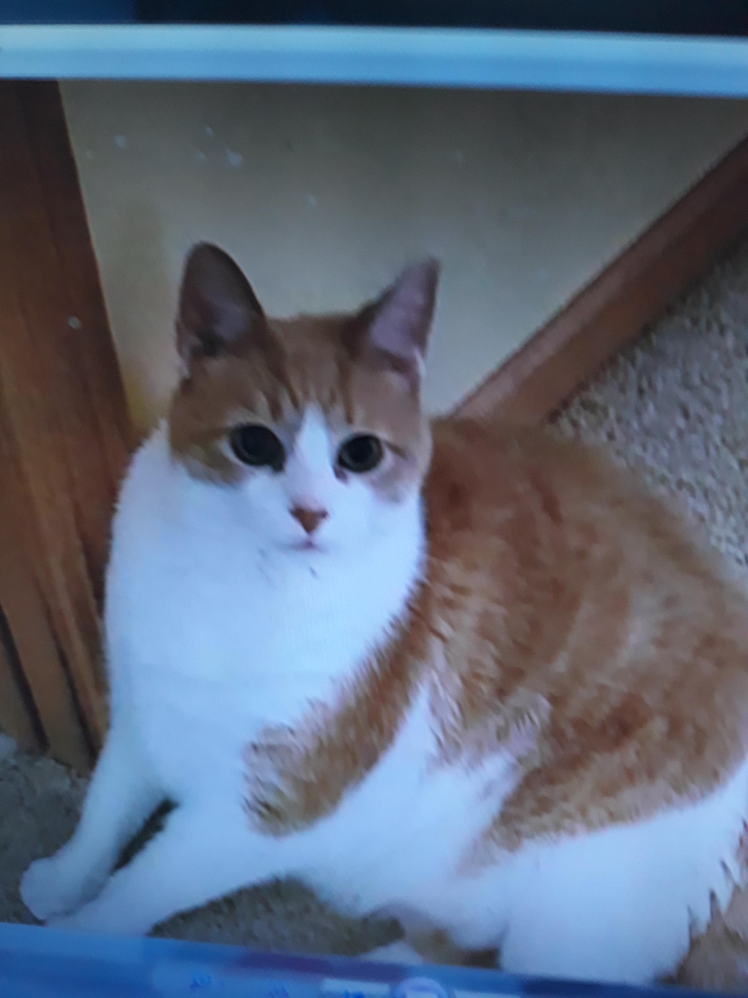Friends cat fur - image 1 - student project