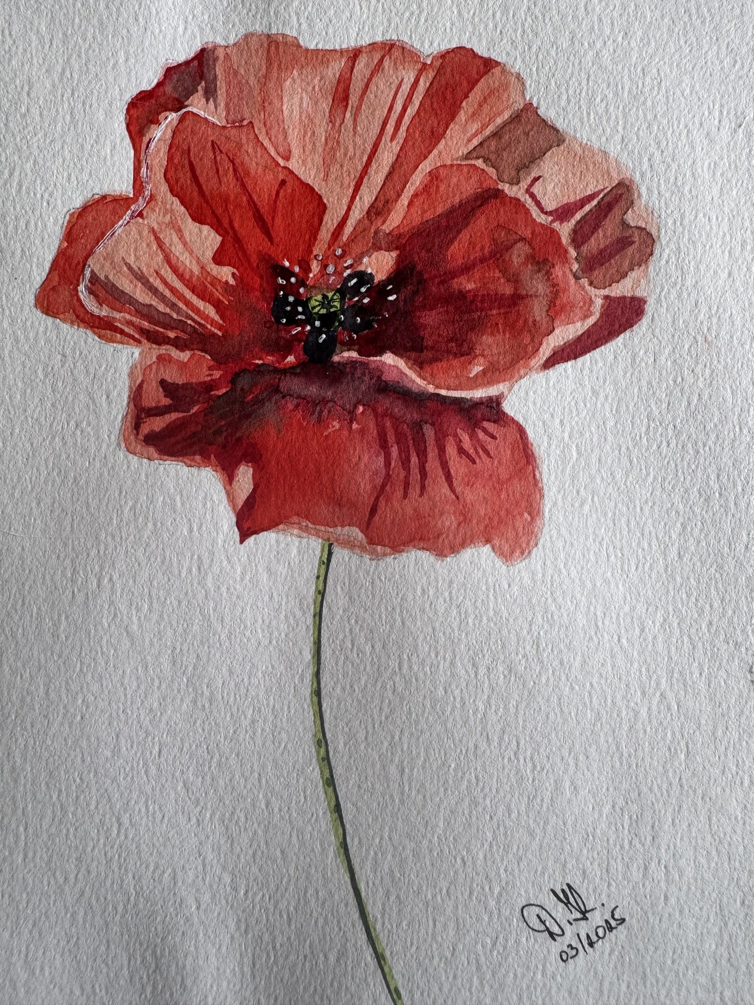 Poppies - image 1 - student project