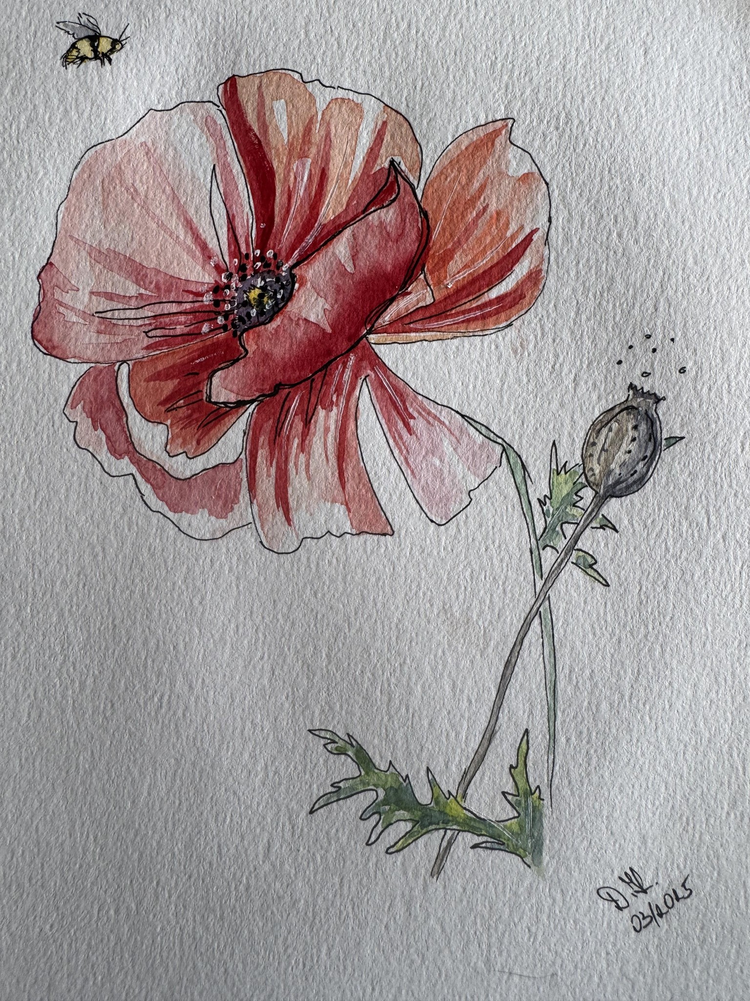 Poppies - image 2 - student project