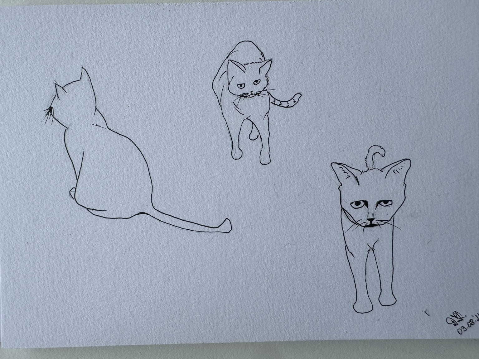 Cats - image 1 - student project