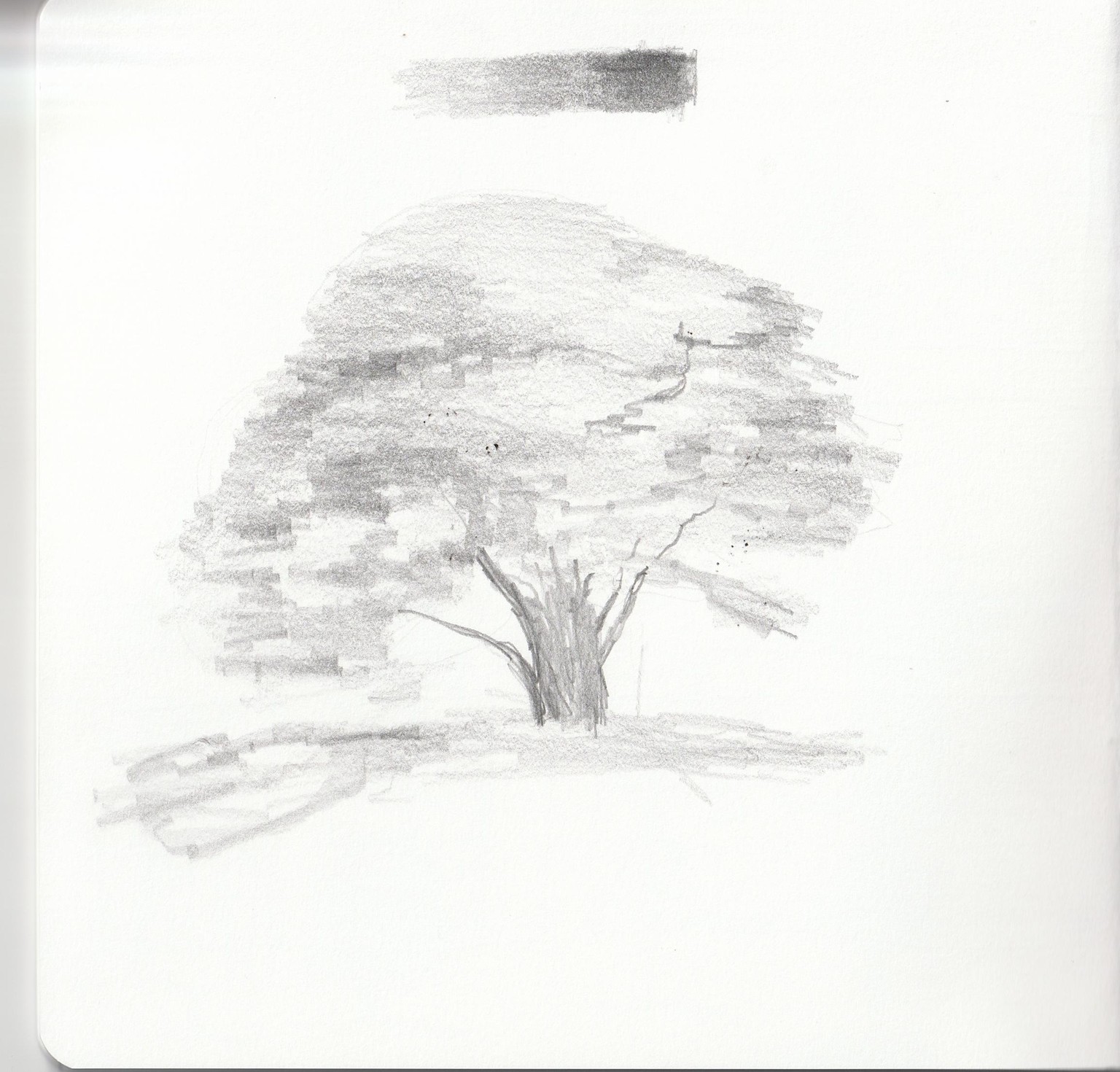Tree sketch with gouache - image 1 - student project