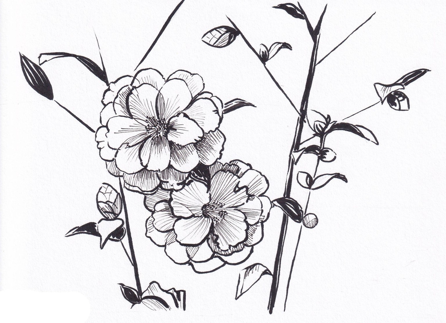 Camellia kitchen textiles - image 2 - student project