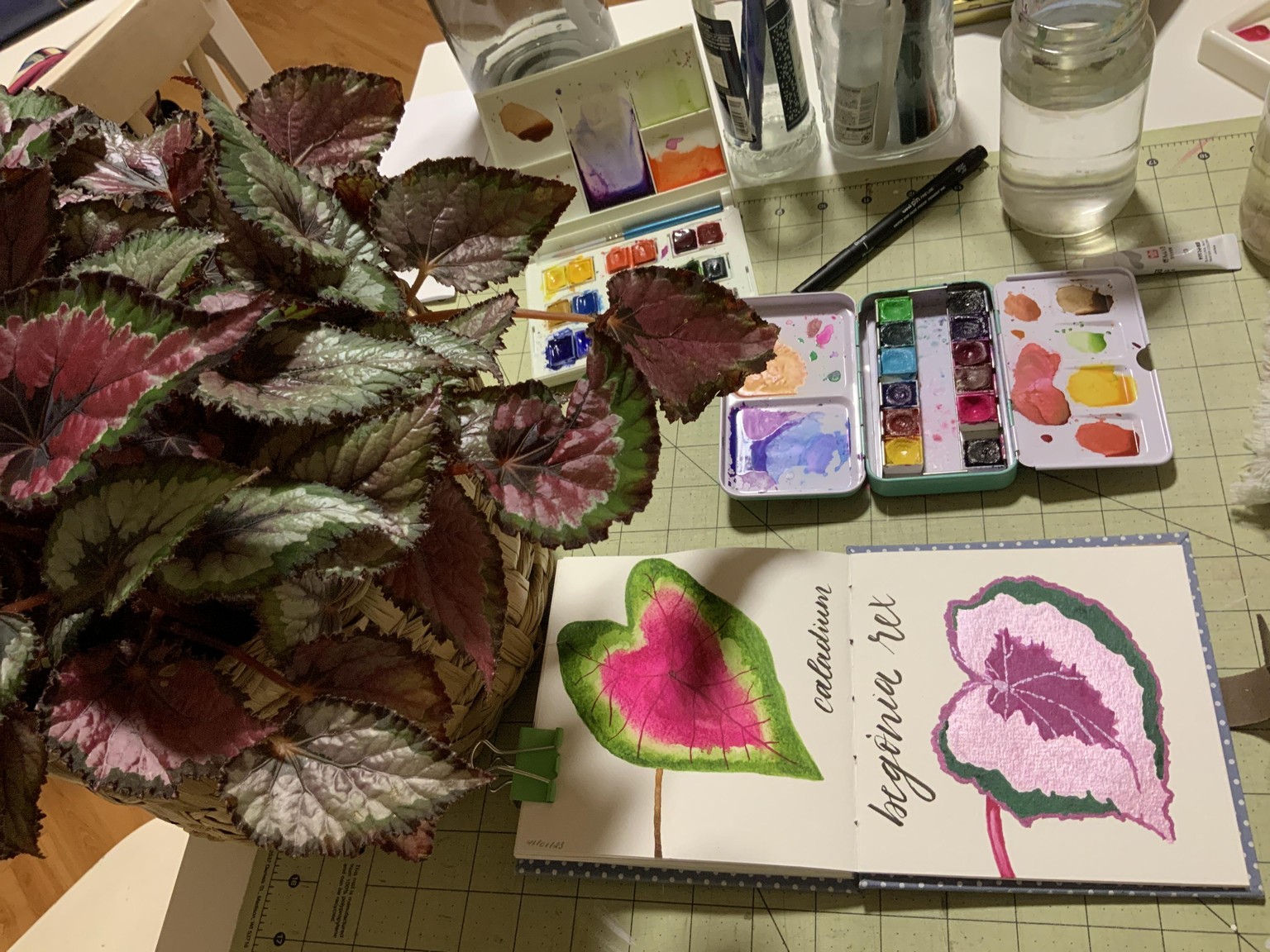 Caladium & More - image 4 - student project