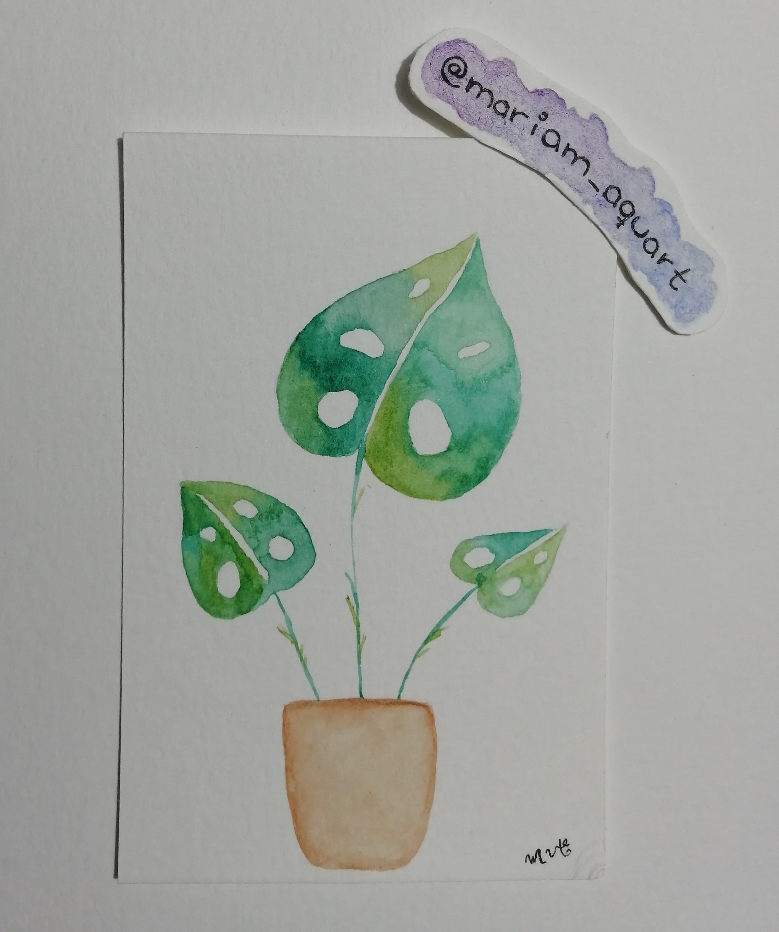 Swiss cheese plant - image 1 - student project