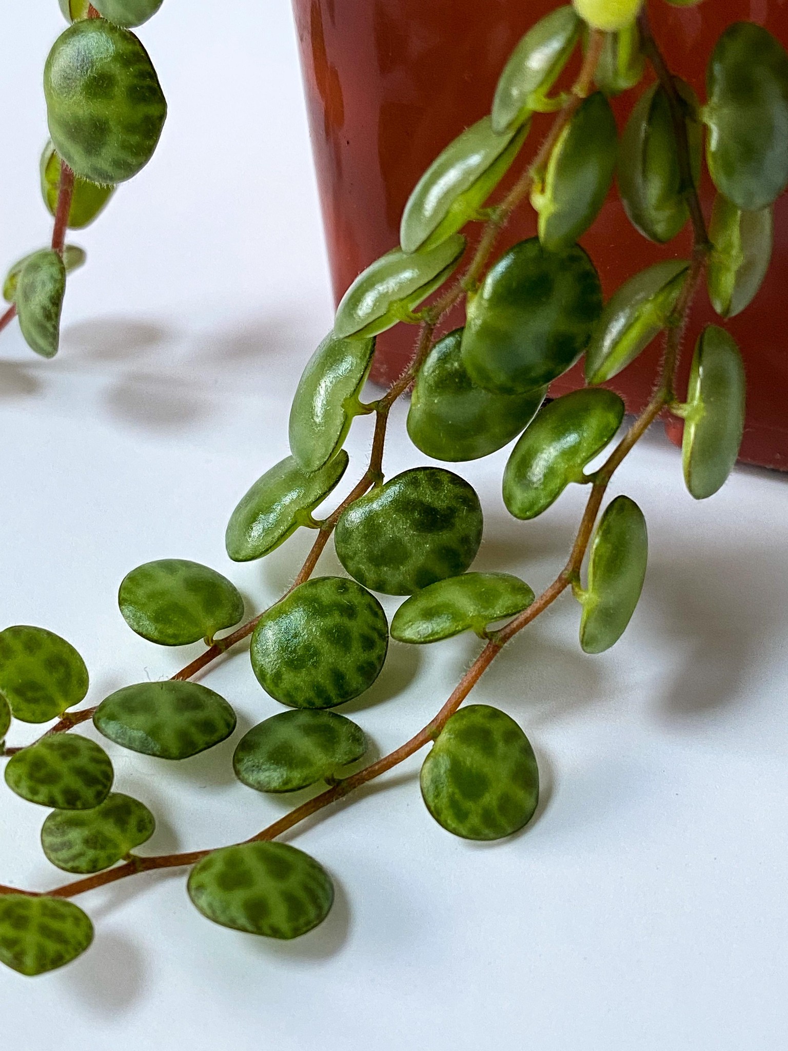 Plants, plants, plants! - image 5 - student project