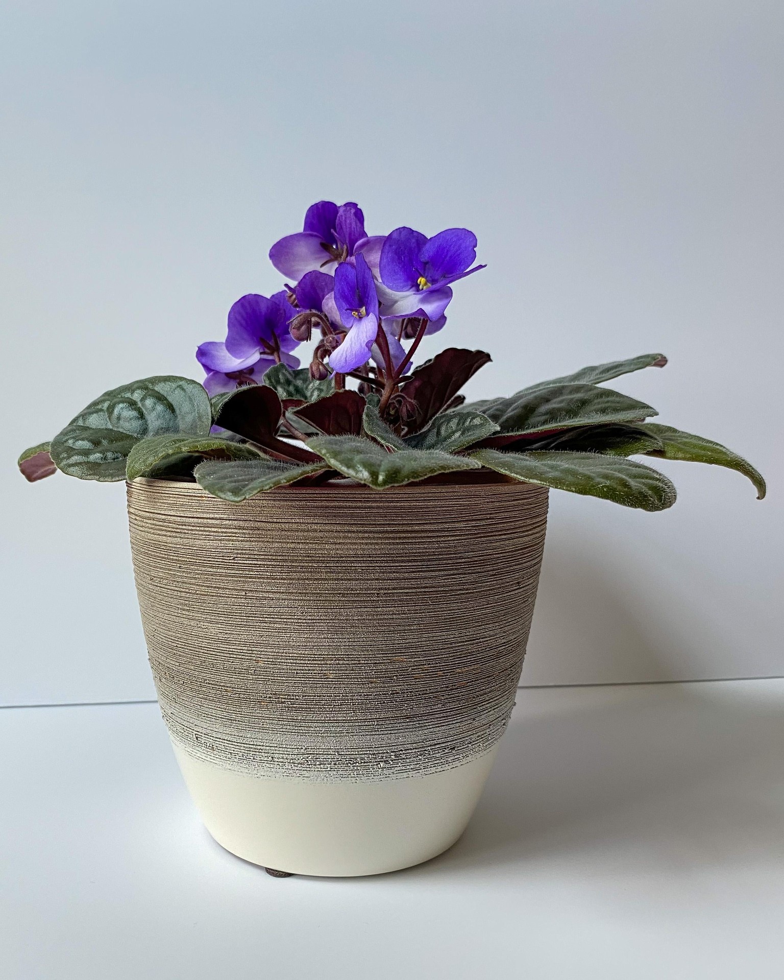 Plants, plants, plants! - image 1 - student project