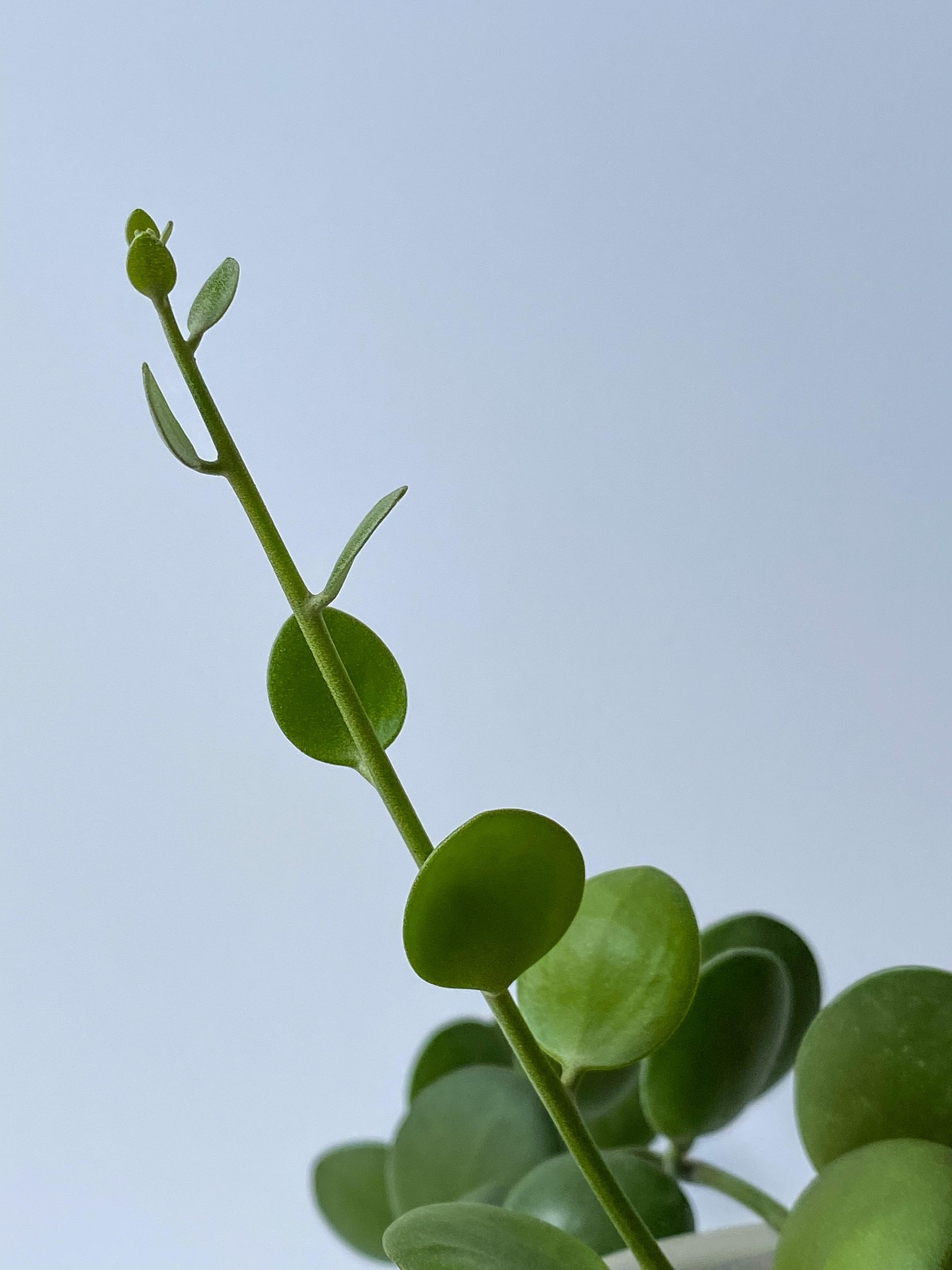 Plants, plants, plants! - image 4 - student project