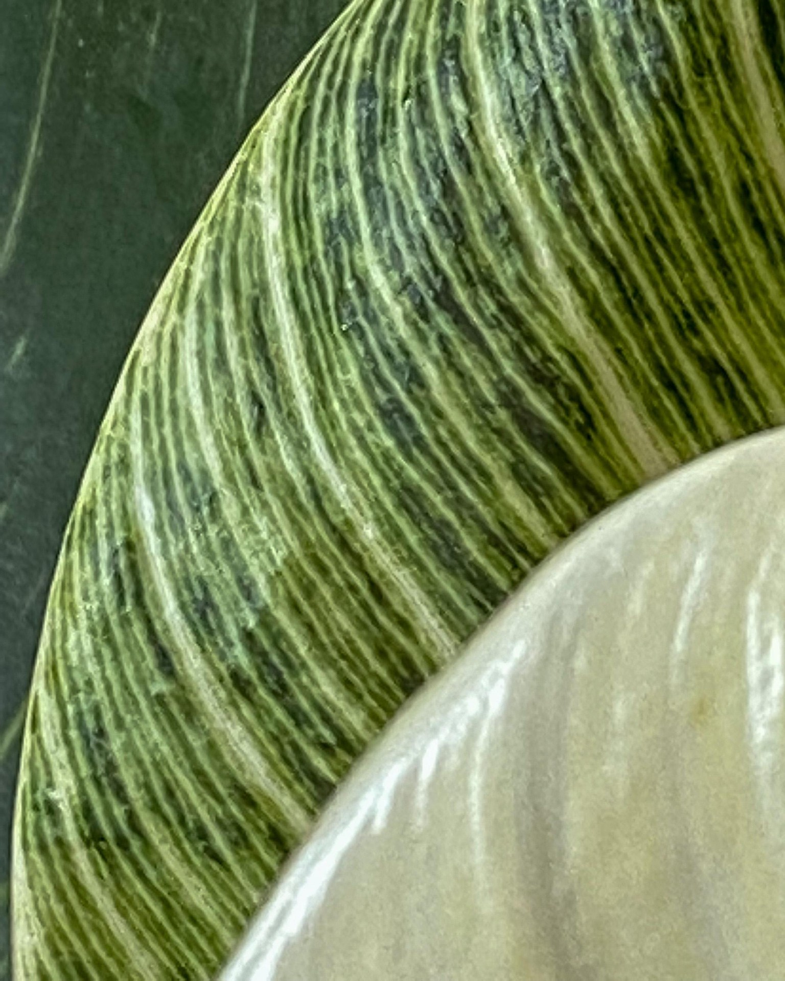 Plants, plants, plants! - image 3 - student project