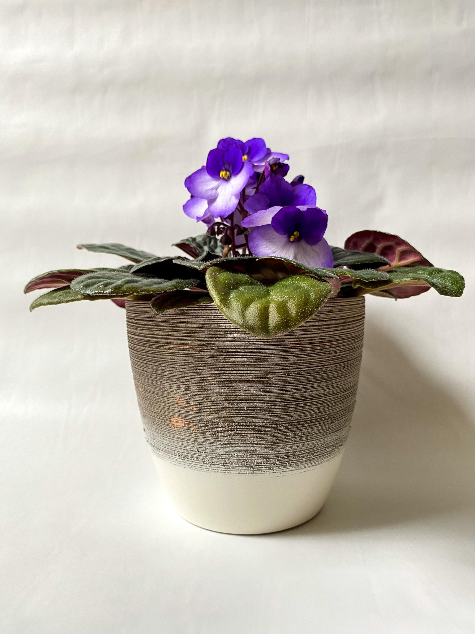 Plants, plants, plants! - image 2 - student project