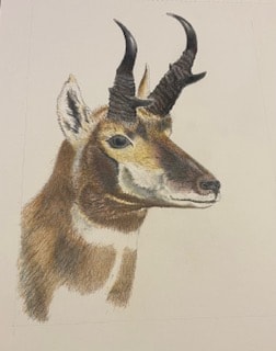Pronghorn - image 2 - student project