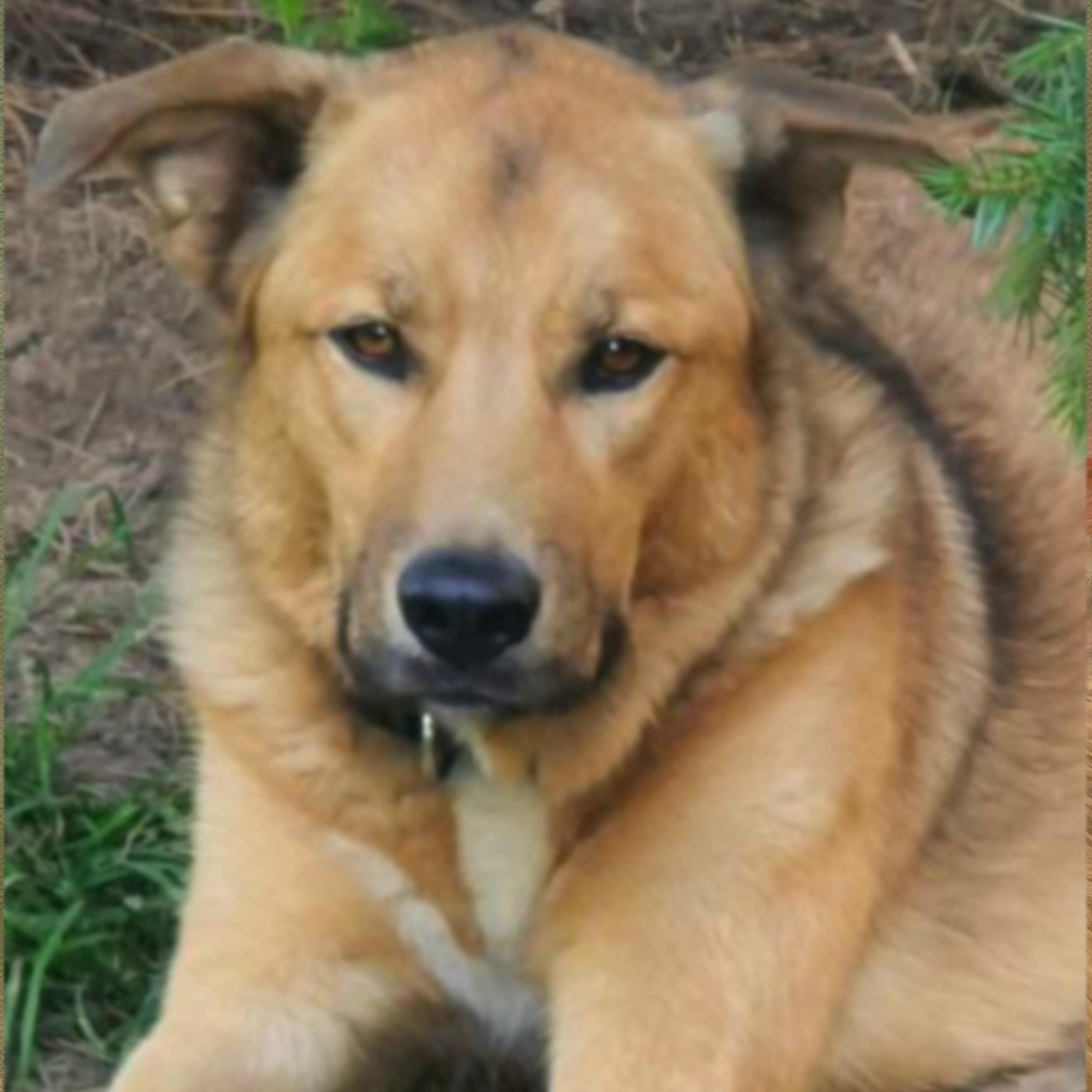 My dog Jean - image 2 - student project
