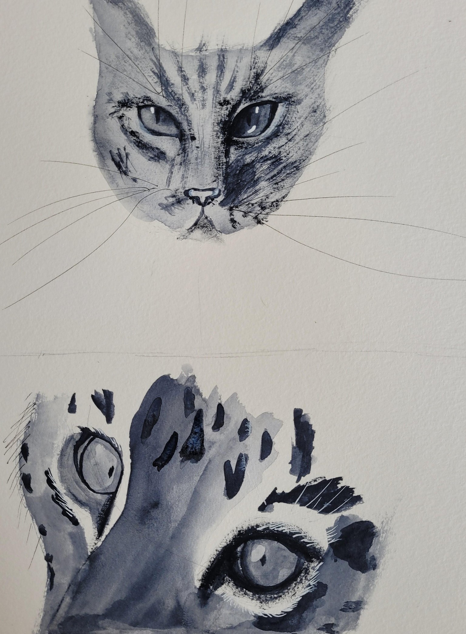 Animal eyes - image 1 - student project