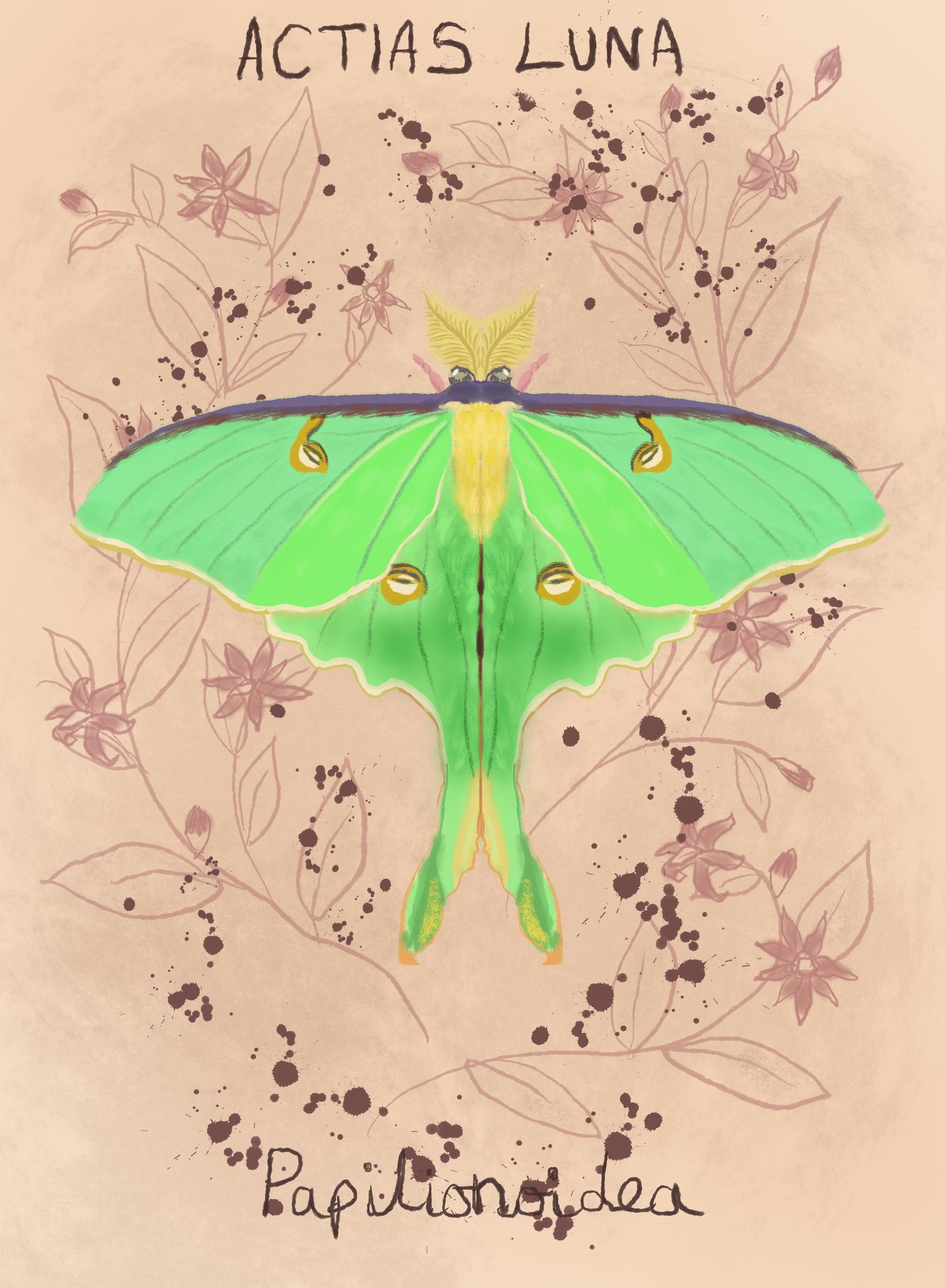 Luna Moth - image 1 - student project