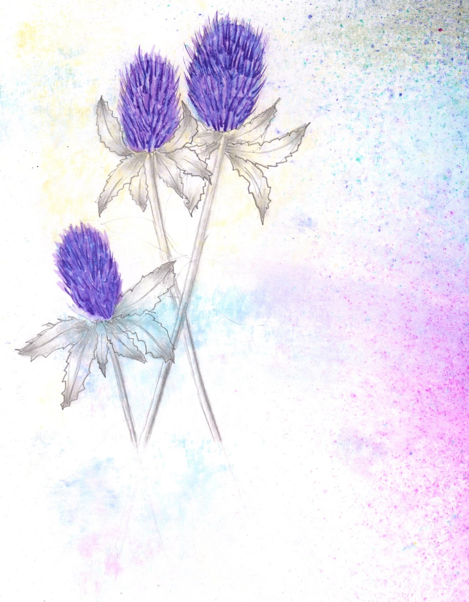 Daisies & Thistles - first intentions - image 2 - student project