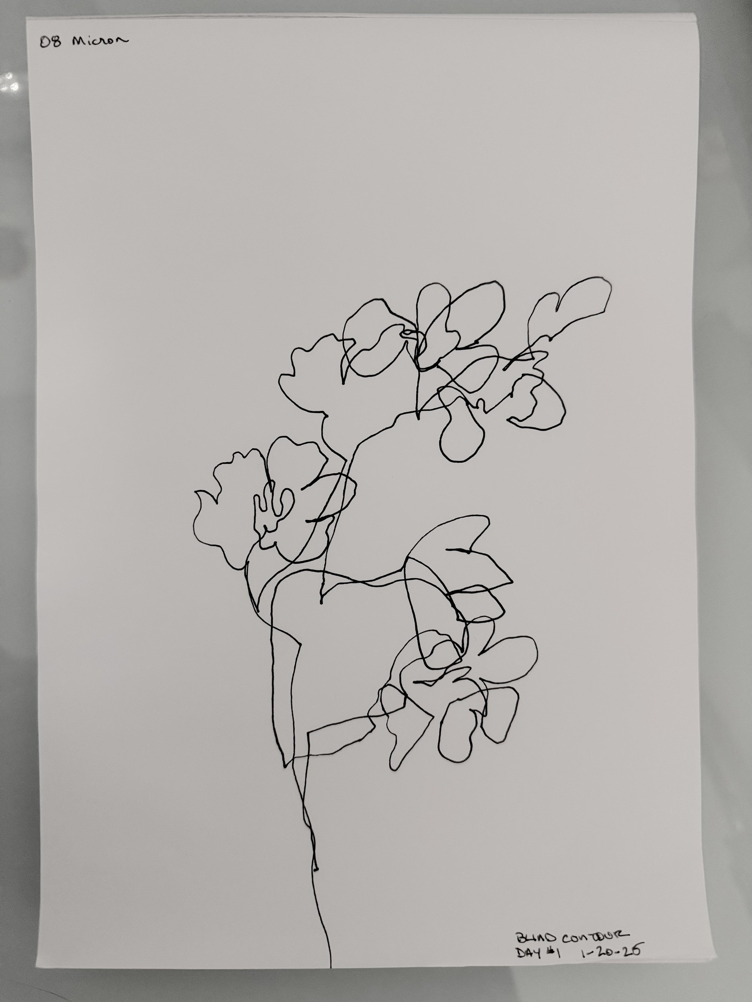 Blind Contour Drawing : #1 - image 1 - student project