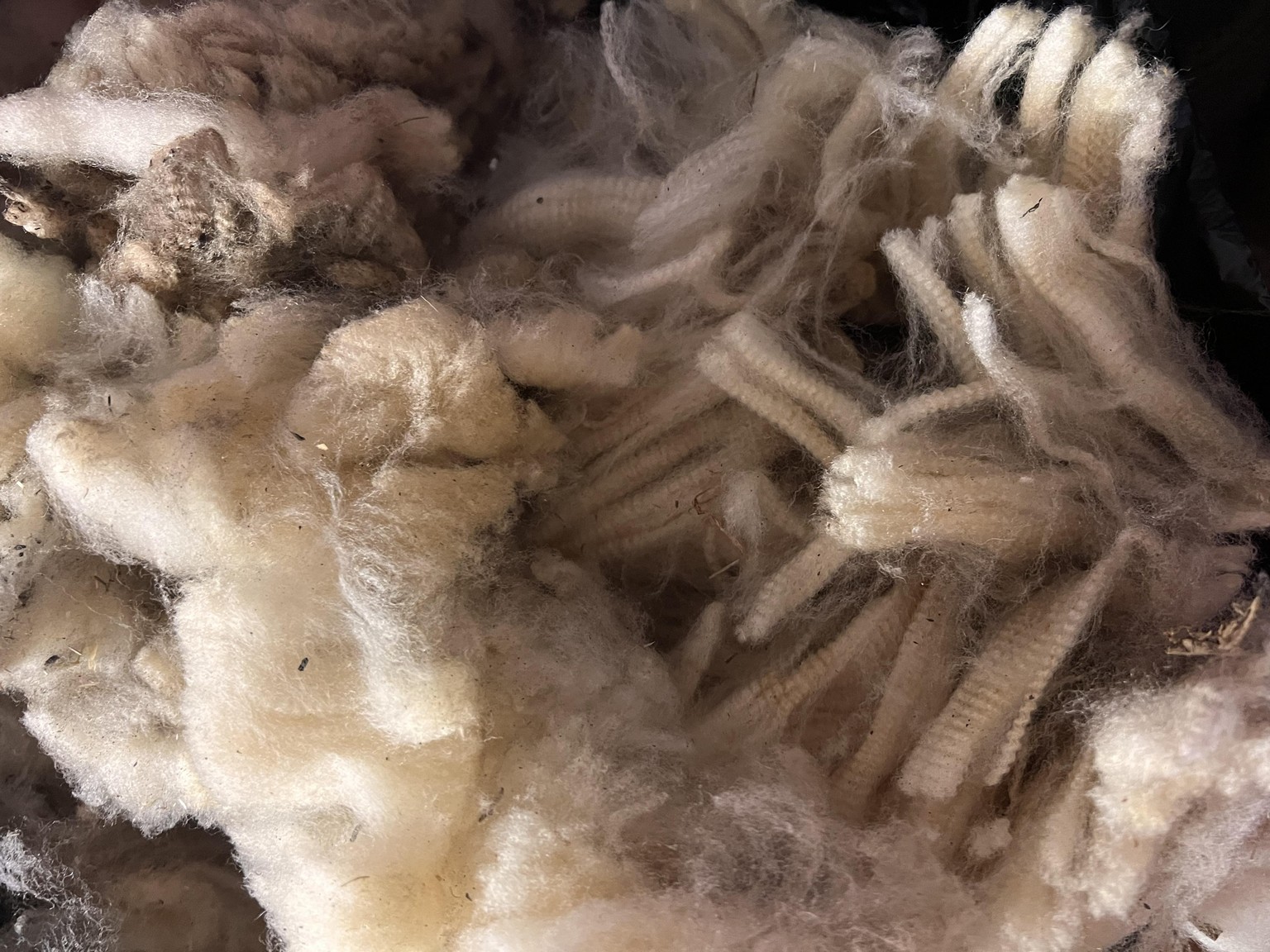 Before and After Wool Washing - image 3 - student project