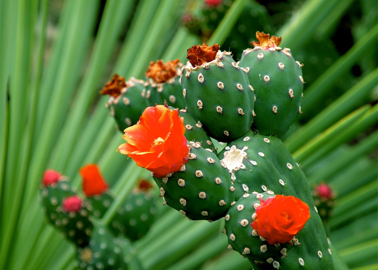 Cactus - image 1 - student project