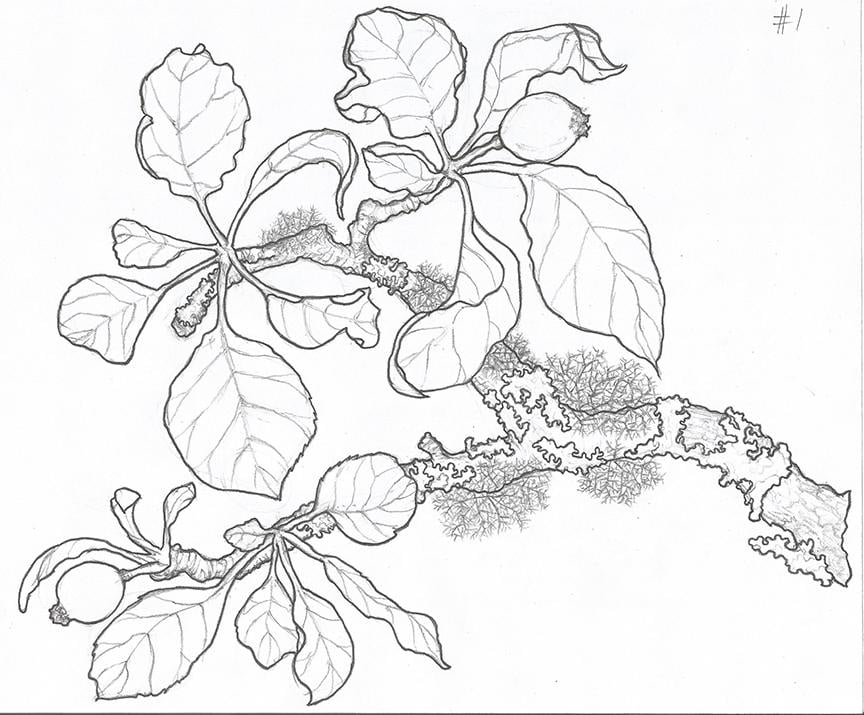 Inking project: Apple branch in apple forming stage - image 3 - student project
