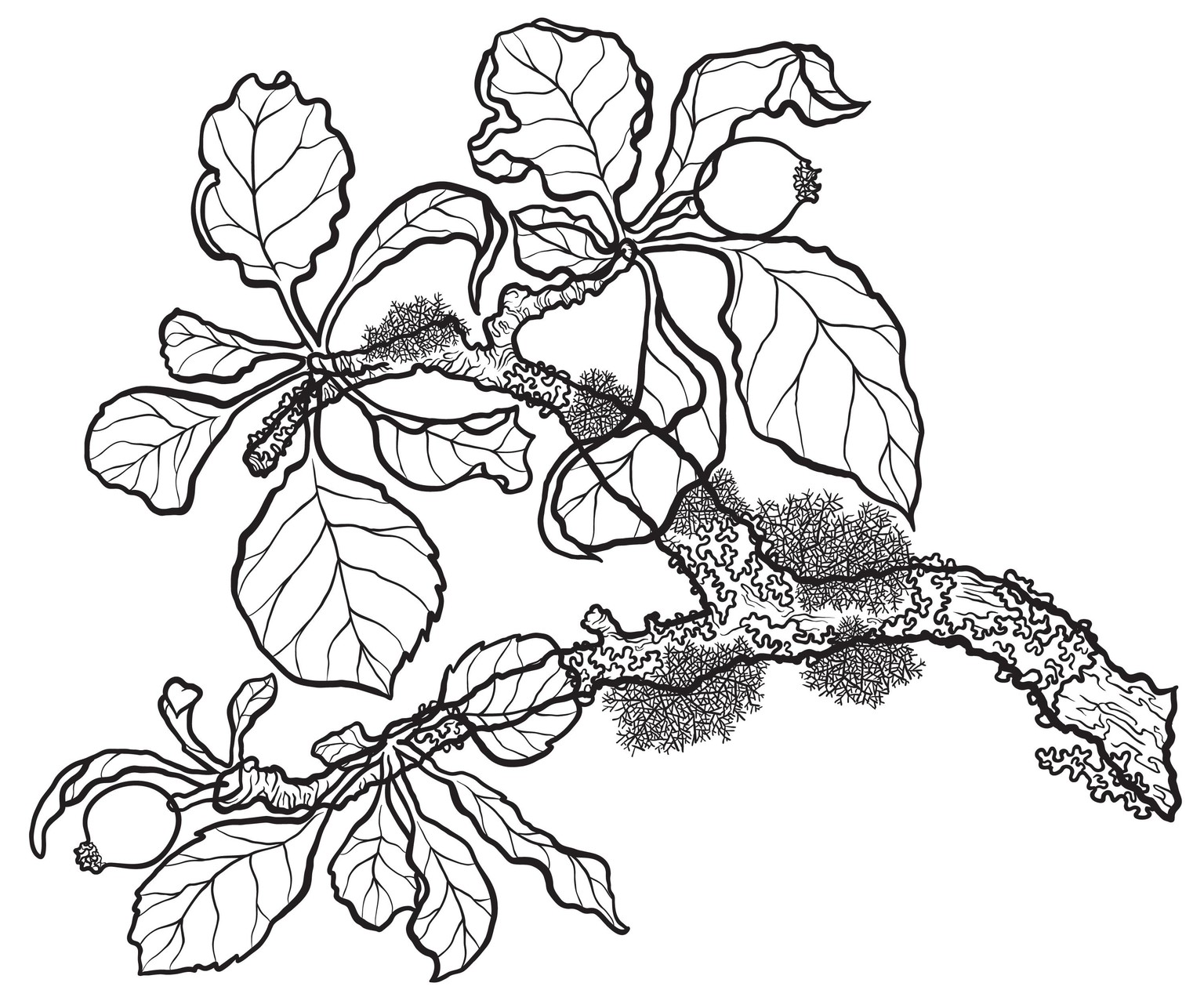 Inking project: Apple branch in apple forming stage - image 4 - student project