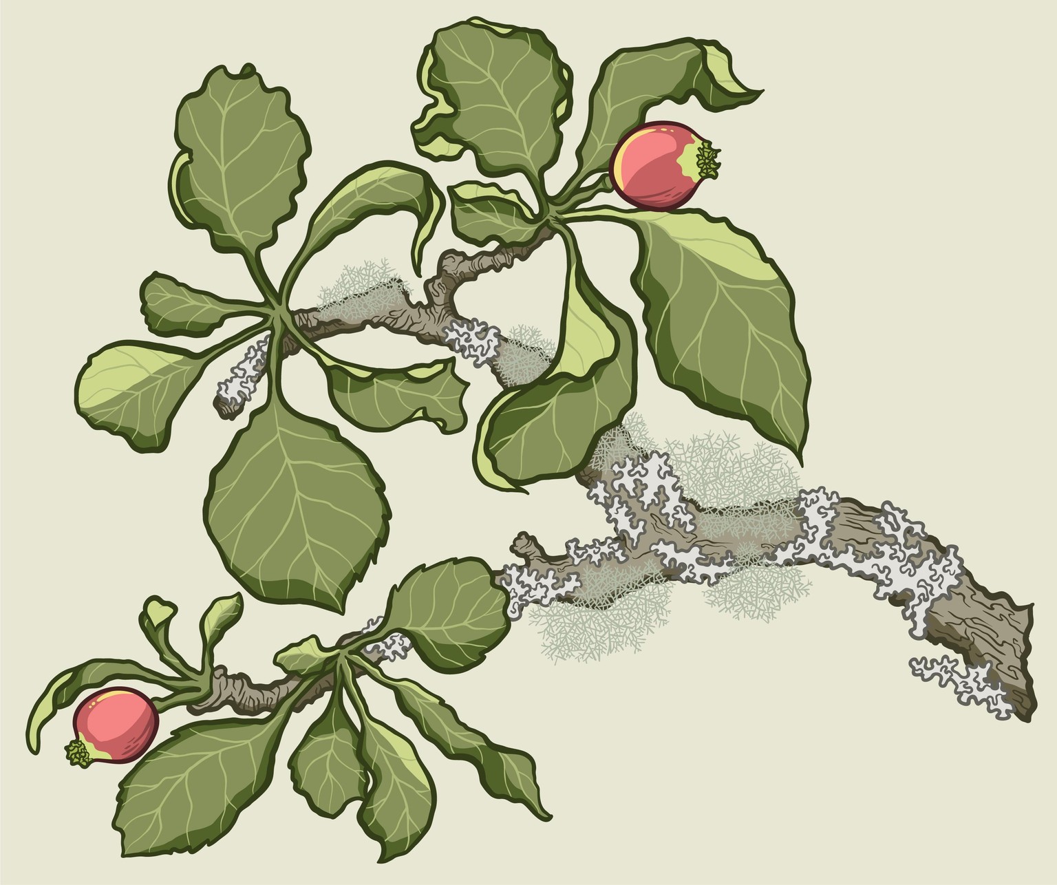 Inking project: Apple branch in apple forming stage - image 5 - student project