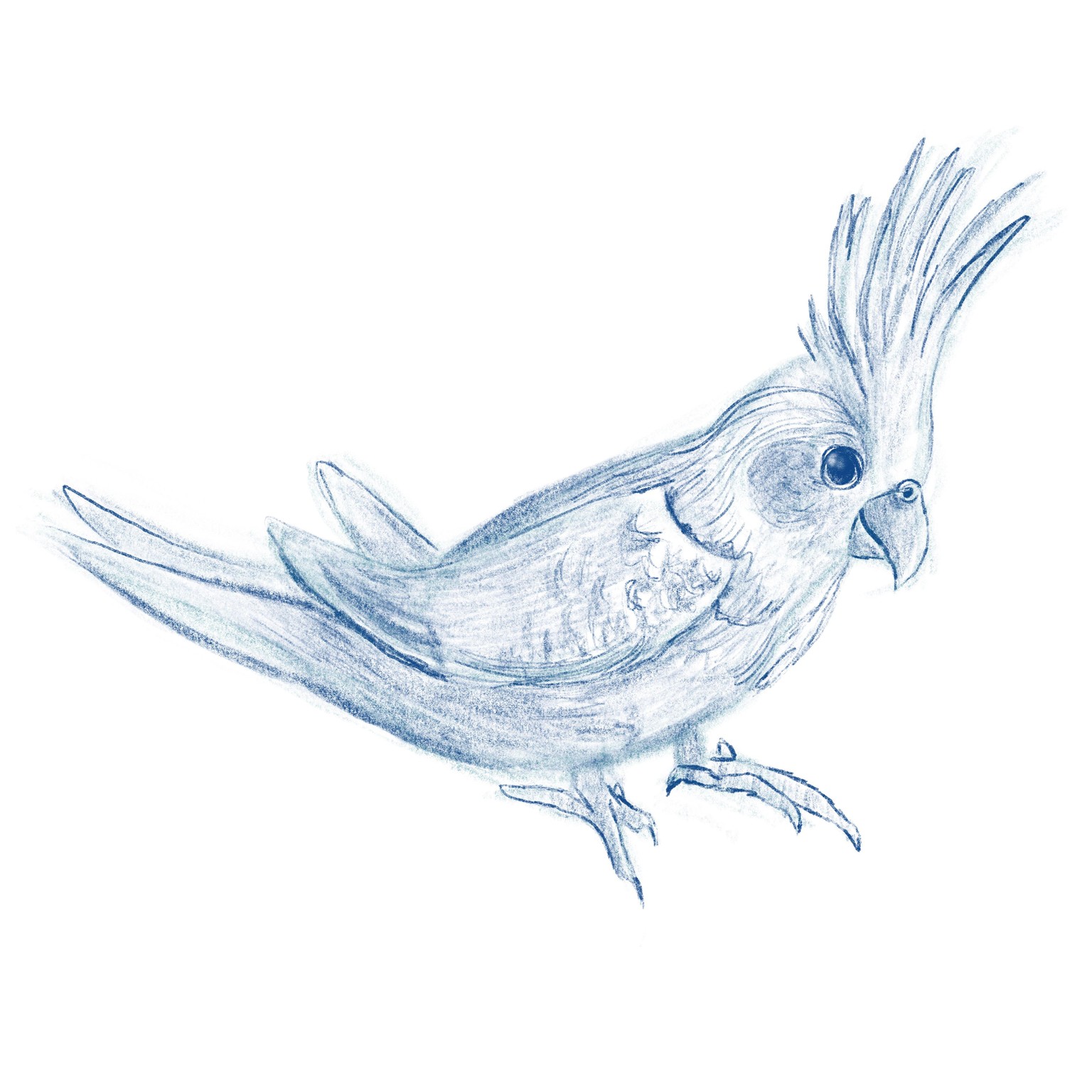 Cockatiel Drawing - image 1 - student project