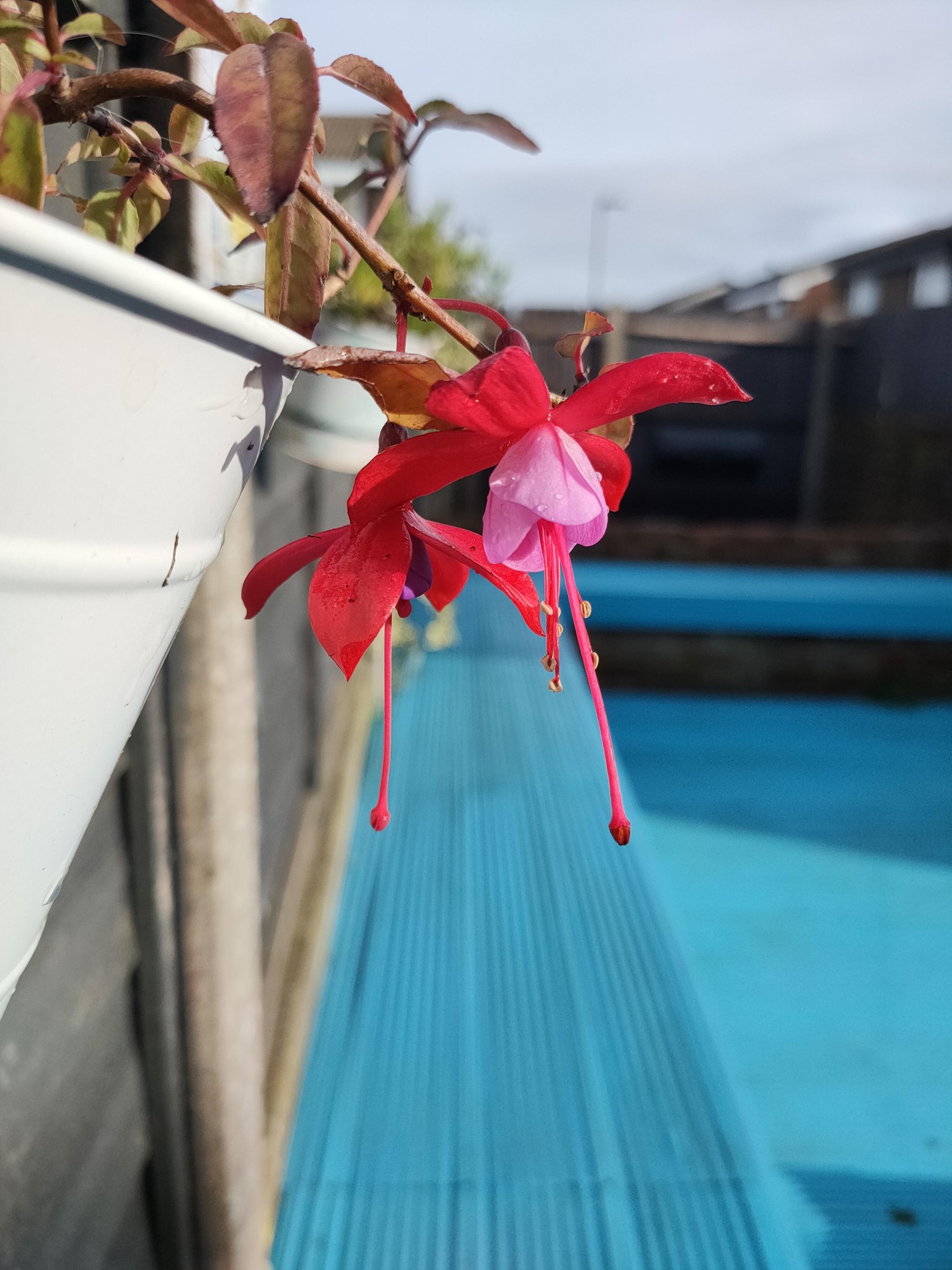 Flowers from my garden - image 1 - student project