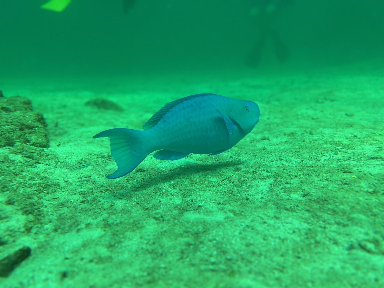 Sample Fish Edit - image 1 - student project