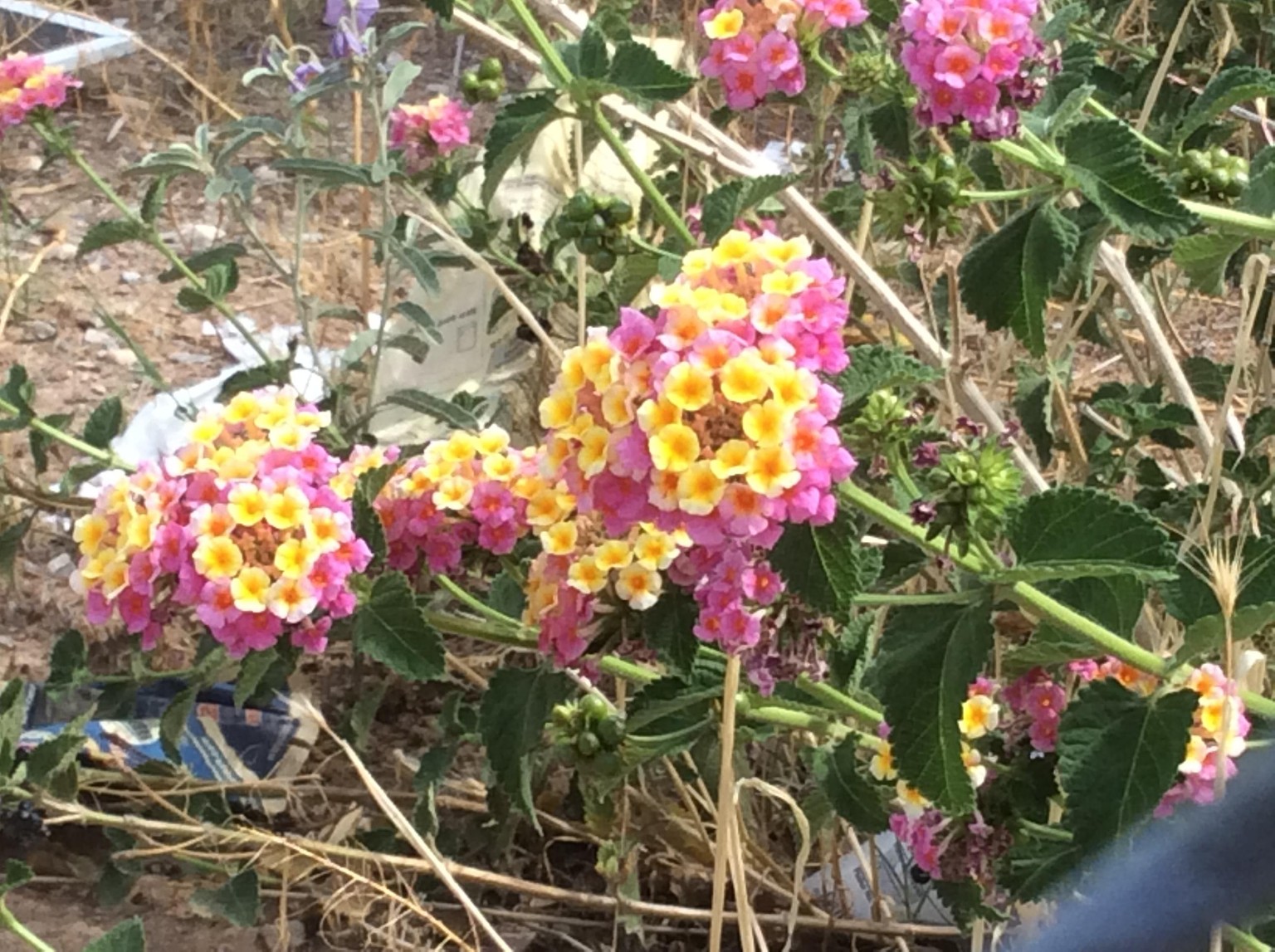 Pink and Yellow Flowers - image 1 - student project