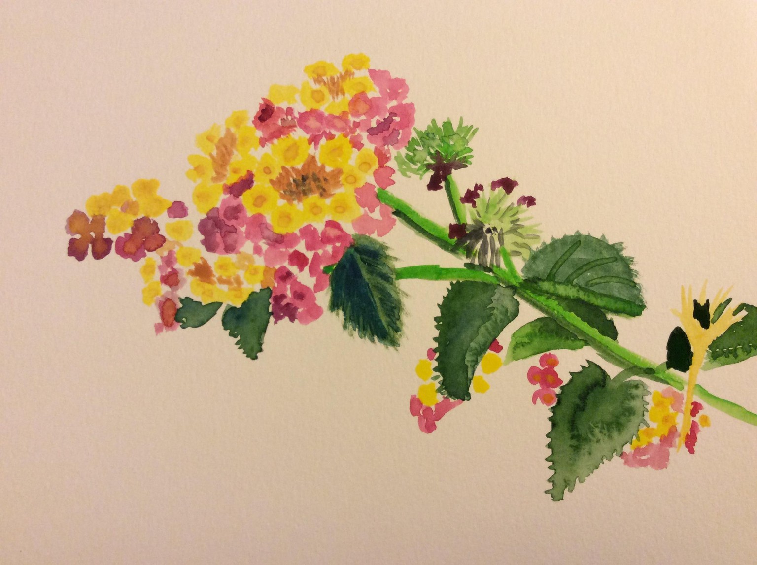 Pink and Yellow Flowers - image 2 - student project