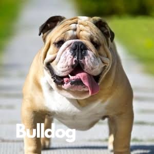 Buffhead - image 1 - student project