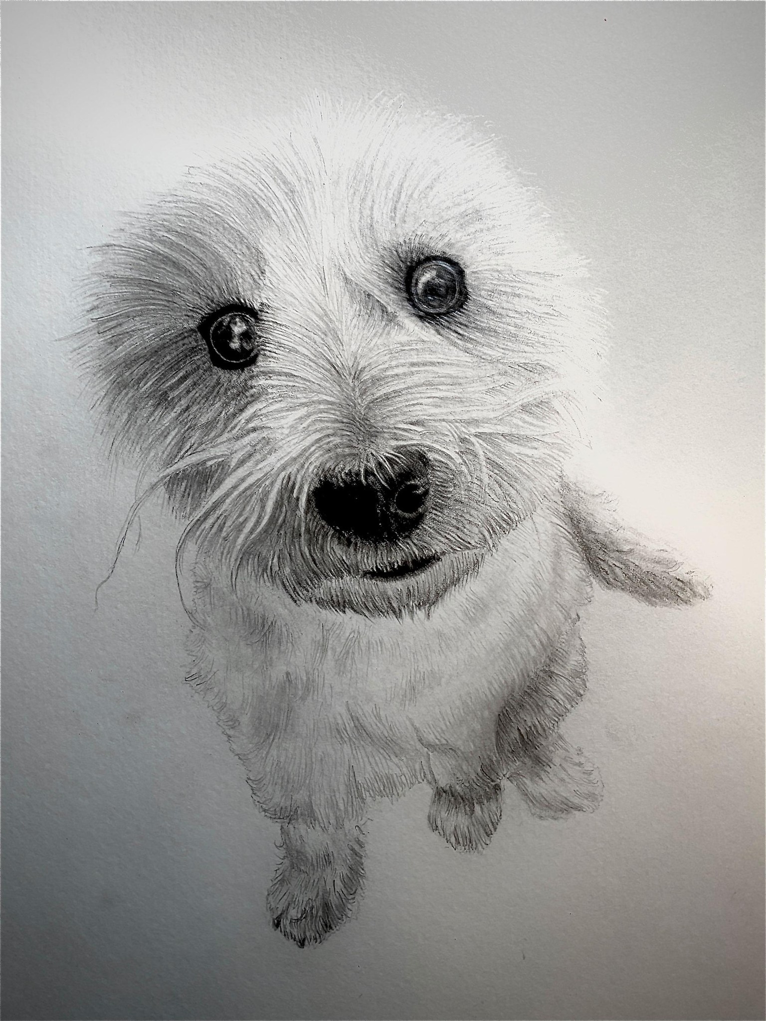 Furry dog - image 4 - student project