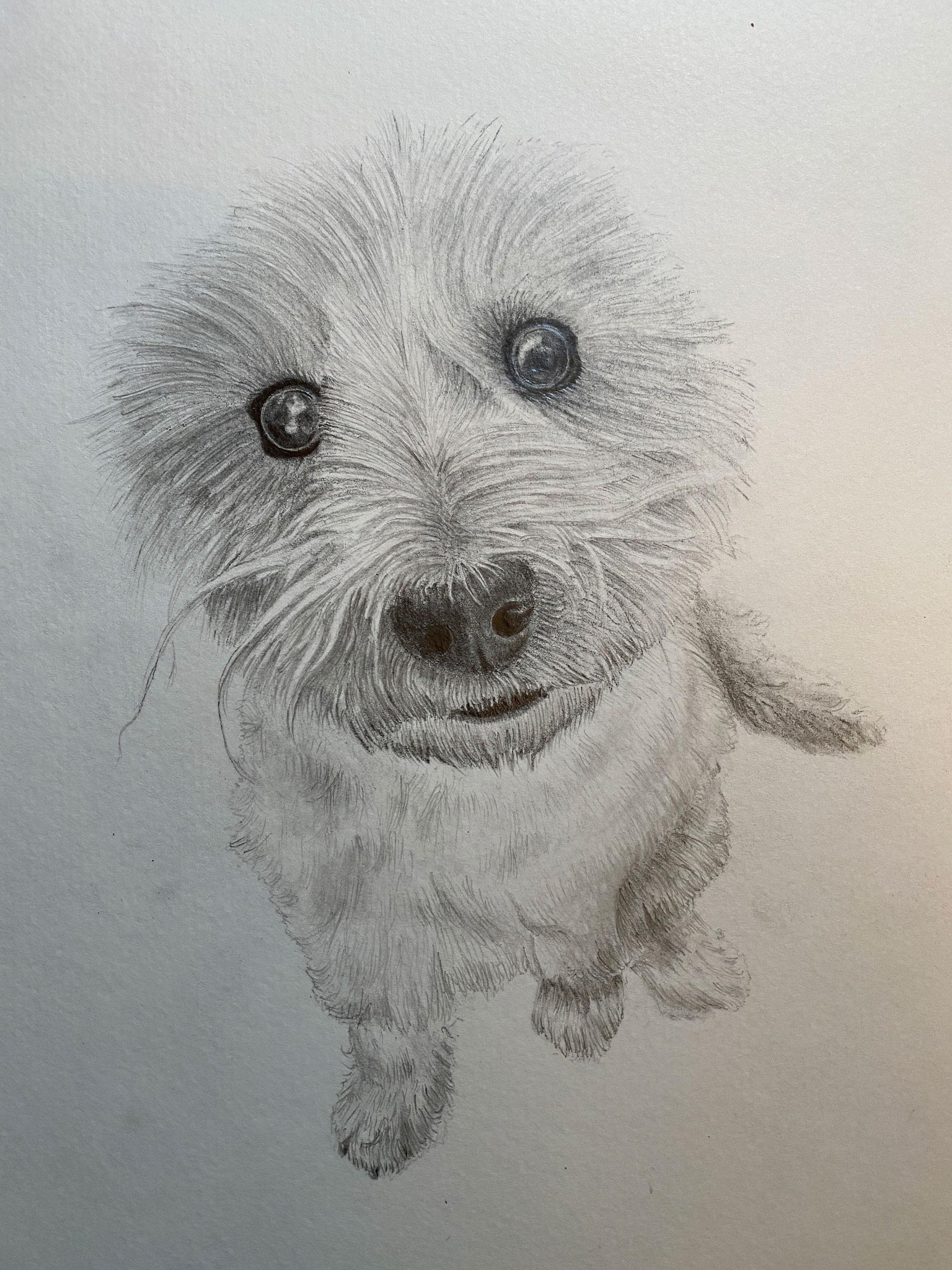 Furry dog - image 3 - student project