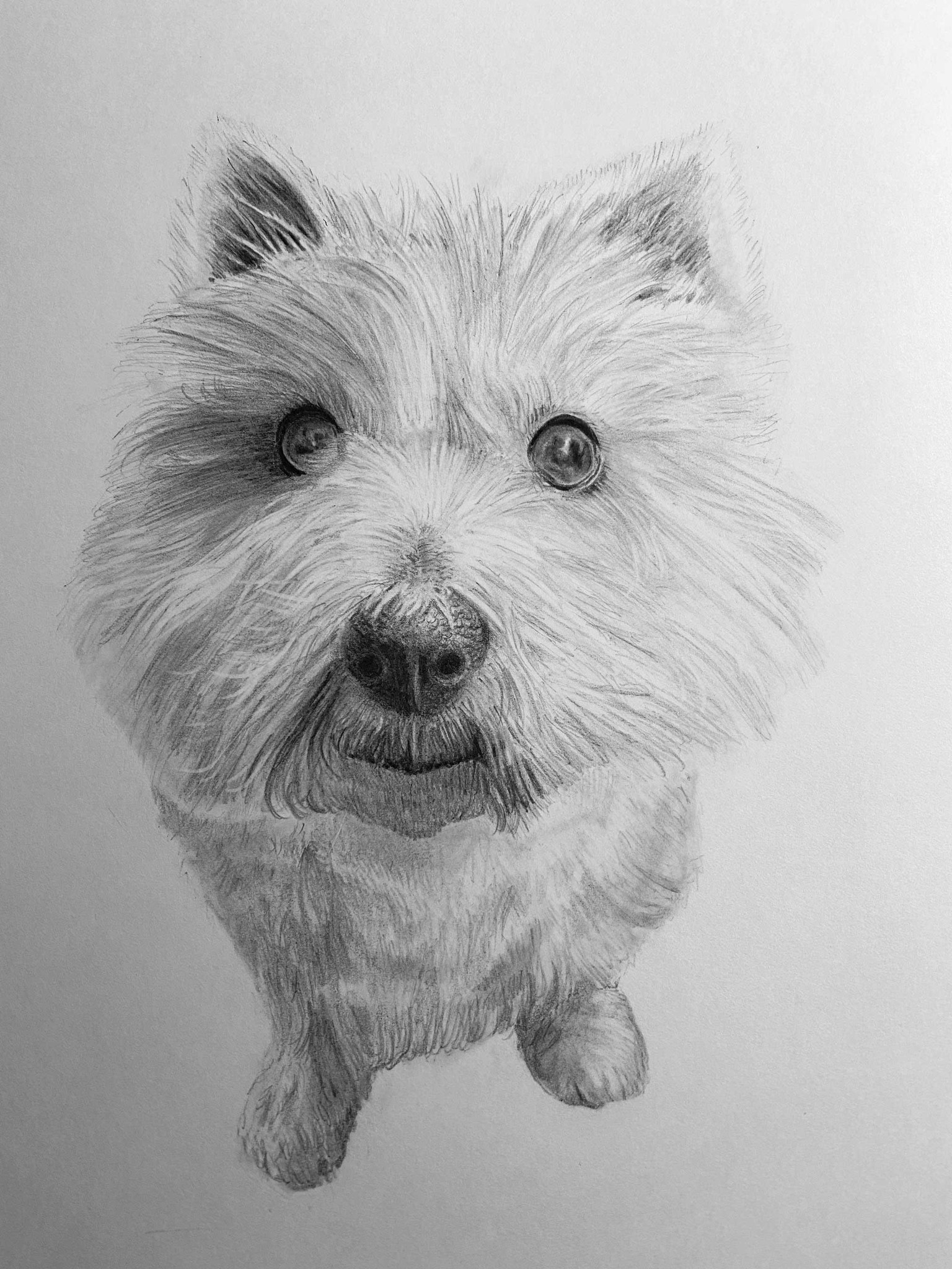 Furry dog - image 6 - student project